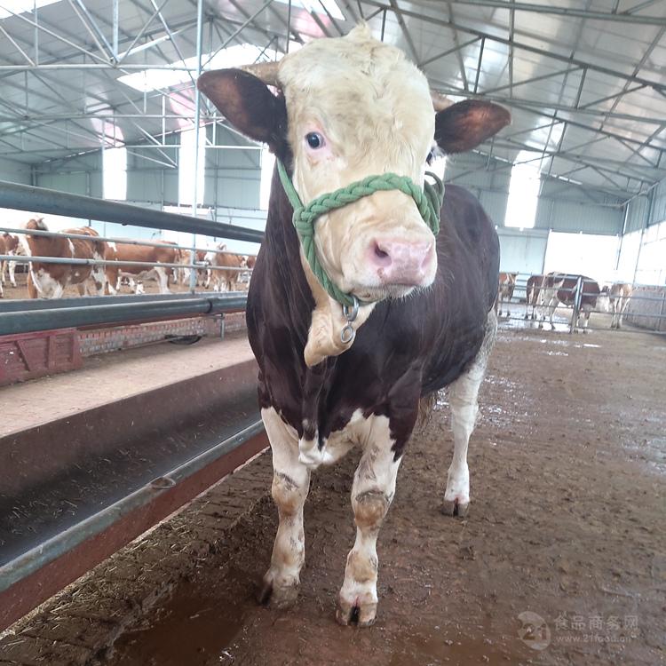 沧州国内西门塔尔小公牛的价格 6个月四代母牛一头的价格
