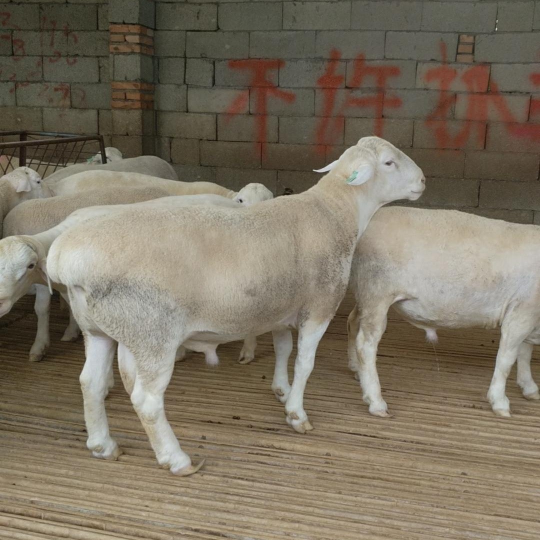 黑头杜泊羊价格 50斤杜泊小羊价格品种好 山东济宁-食品商务网