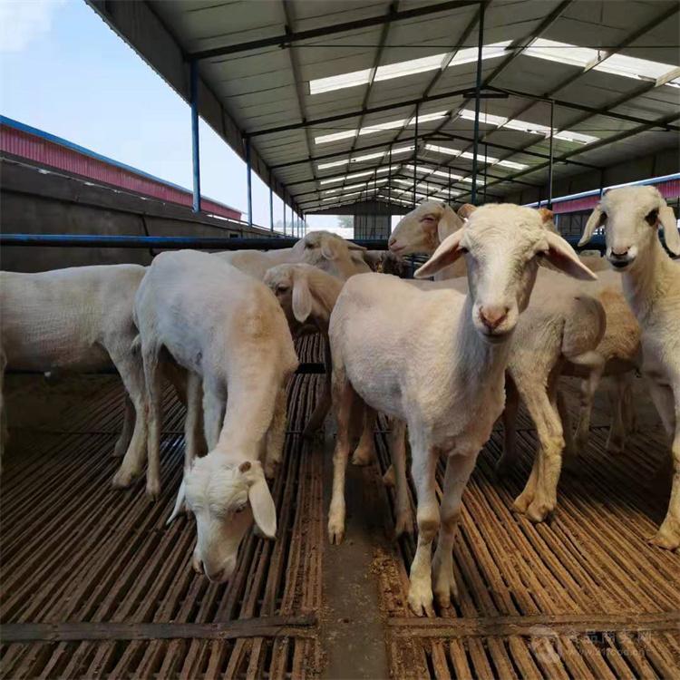 小尾寒羊价格今日全国活羊价格表波尔杜泊绵羊羊羔养殖价格