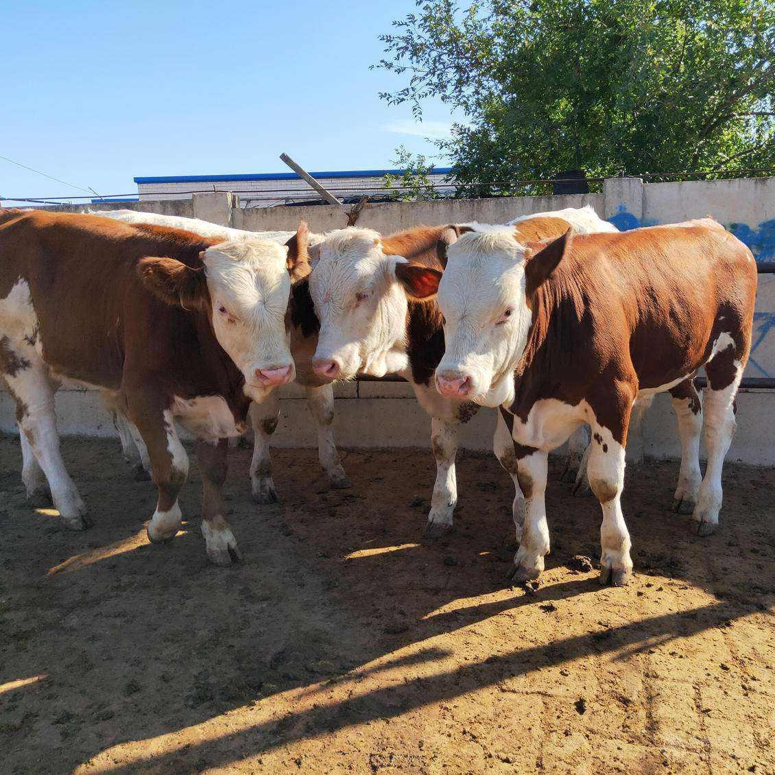 小牛犊价格300斤400斤的牛犊养殖价格品种好 生长快