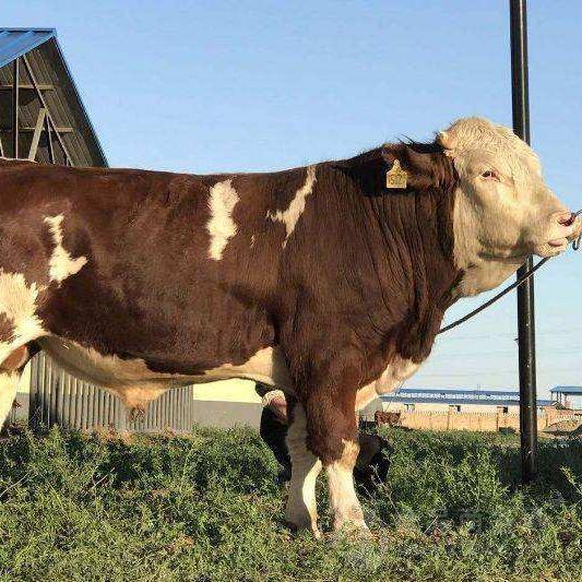 牛犊价格表今年小牛犊价格促销价格活牛小鲁西黄牛