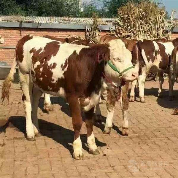 养殖场改良成年西门塔尔牛 体型健壮 纯种鲁西黄牛