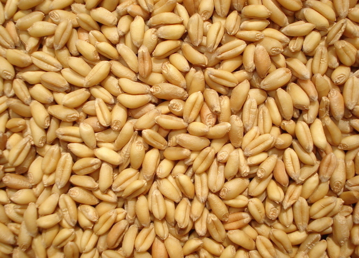 小麦脱皮机 小麦种子脱皮机 小麦种子仁脱皮机