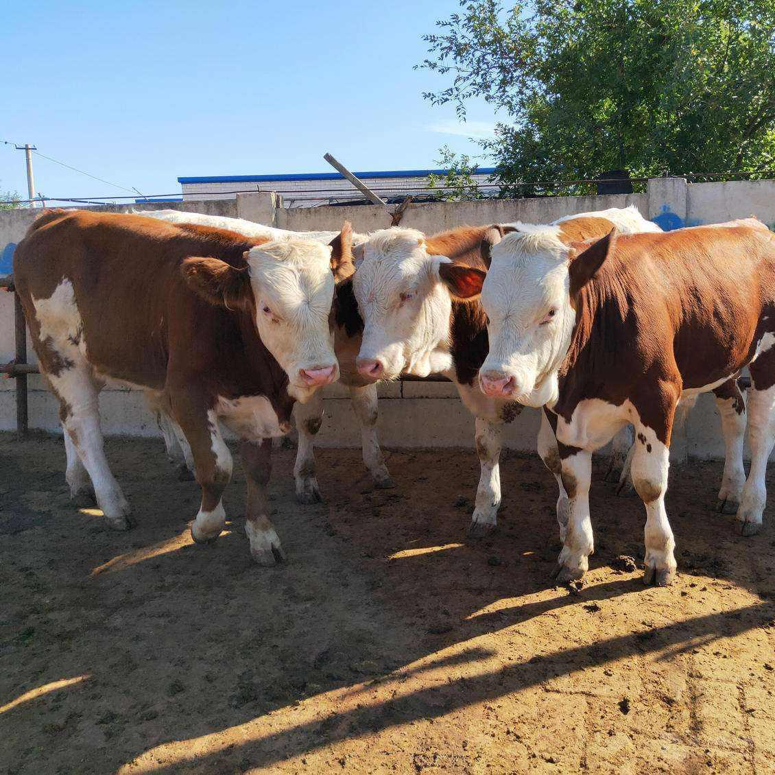 西门塔尔牛 养殖场改良肉牛小牛苗 长势快 鲁西黄牛