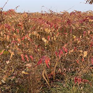 出售火炬树苗-1公分火炬苗=2公分火炬苗产地价格