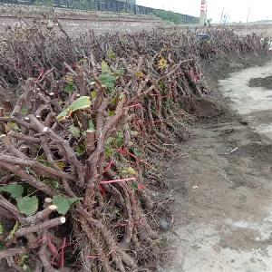 葡萄苗 2公分-3公分葡萄苗//4公分葡萄苗-占地葡萄苗价格