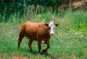 海福特犊牛