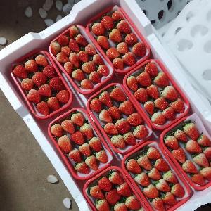 加工用優質草莓