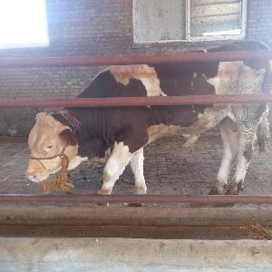 四代西门塔尔牛犊小母牛价钱 内蒙古价格