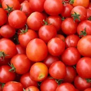 石排蔬菜配送公司 西紅柿1.58/斤