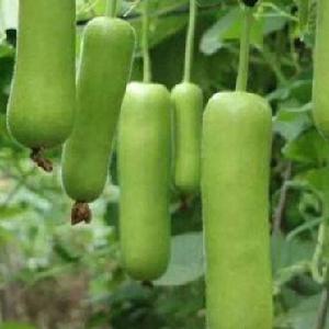 大朗蔬菜配送公司 蒲瓜1.18元/斤