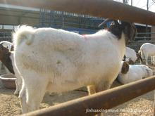 波尔山羊养殖技术分析山羊养殖行情