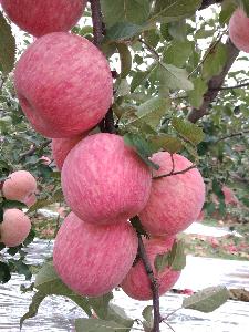 今年红富士苹果 格精准报价山东红富士苹果行情