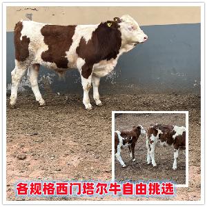四川资阳西门塔尔牛肉牛养殖基地 5之6个月左右小母牛犊新的价格
