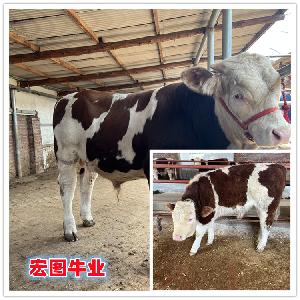 七八个月西门塔尔繁殖母牛出售 安徽宣城