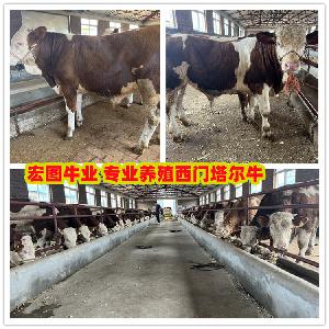福建泉州西门塔尔牛小型中转场 五百至六百斤左右母牛一头
