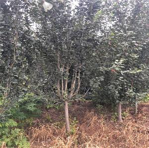 海棠3-4公分西府海棠基地