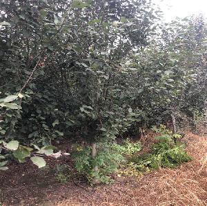 海棠16-17公分西府海棠价格走向