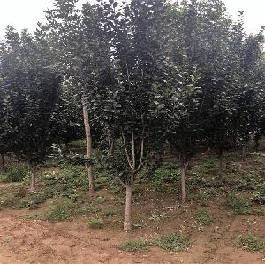 海棠11-12公分西府海棠基地