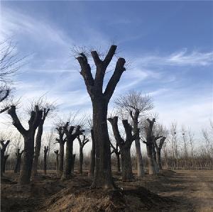 北京市36公分国槐基地国槐市场价格
