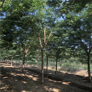 河南省52公分国槐基地国槐指导价格