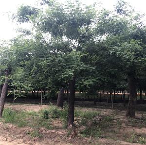 云南省23公分国槐国槐指导价格
